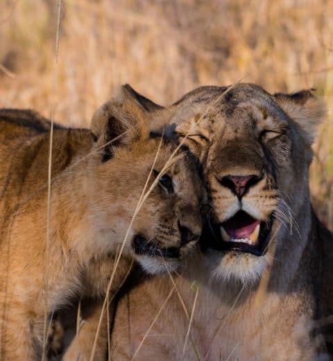 Lioness and Cub in Tanzania