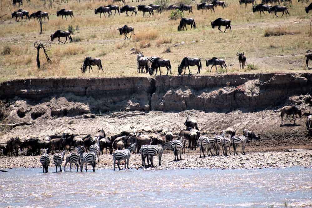 The Great Wildebeest Migration - Wildebeest and Zebra Gathering on the Banks of the Mara River