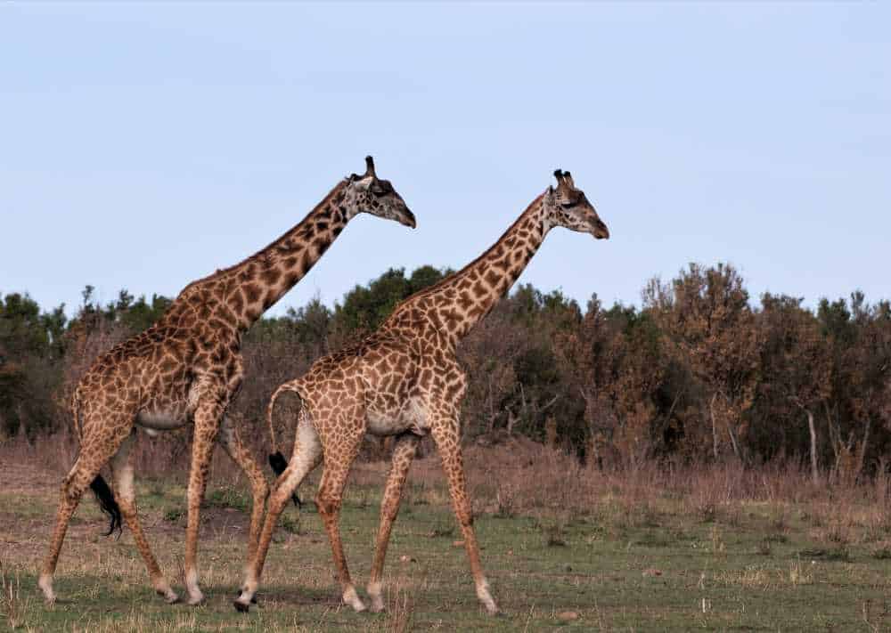 Giraffes on Tanzania's Northern Serengeti