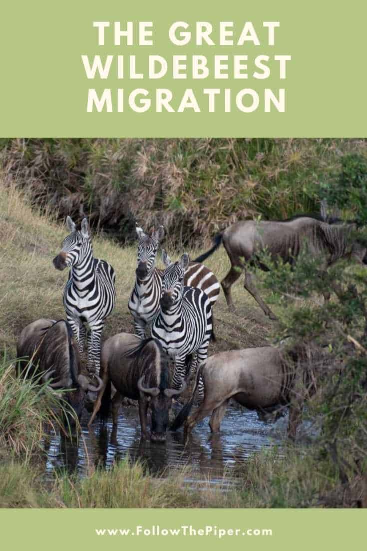 Zebra and Wildebeest on the Great Migration in Tanzania