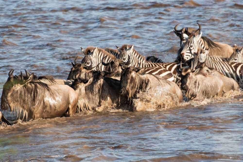 Zebra and Wildebeest Crossing the Mara River