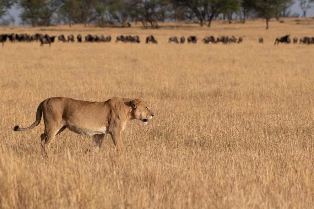 A Lioness Surveys the Wildebeest
