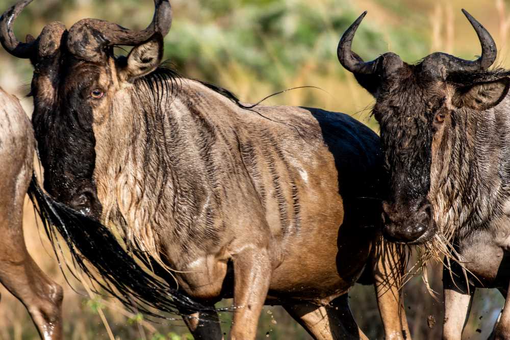 Wildebeests Ascend from the Mara River