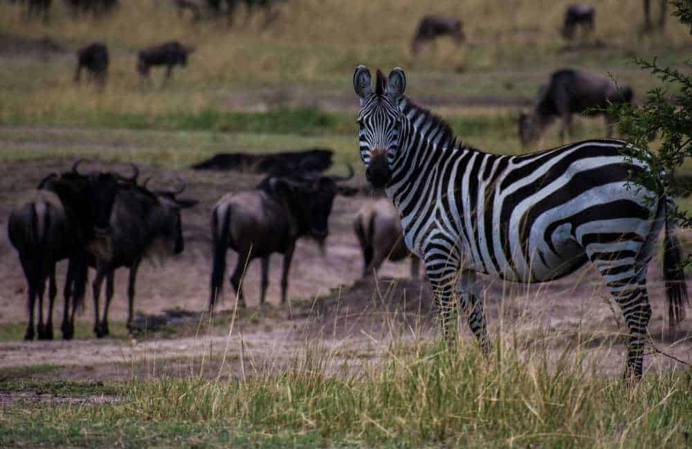 Zebra and Wildebeest Co-Exist 
