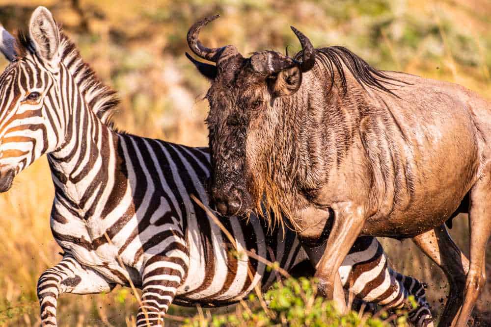 Wildebeest and Zebra Ascend from the Mara River