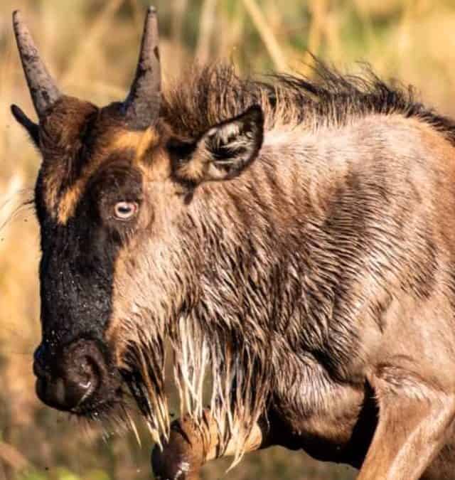 The Great Wildebeest Migration – A Wonderful Experience Story