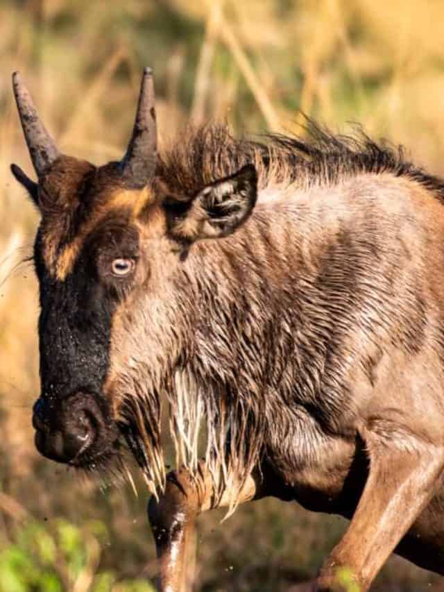 The Great Wildebeest Migration – A Wonderful Experience Story