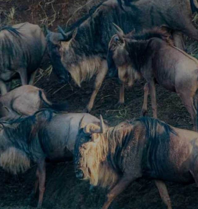 A Large Wildebeest Migration Story