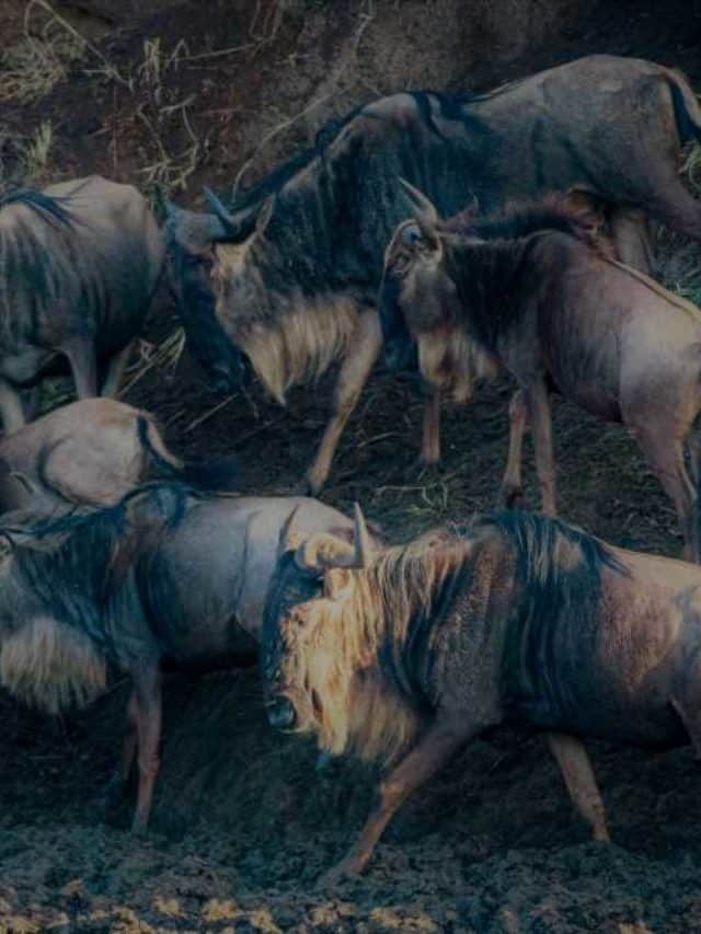 A Large Wildebeest Migration Story