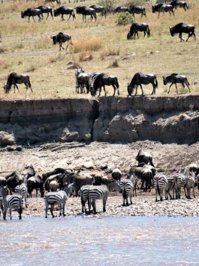 The Great Migration of the Wildebeest Story