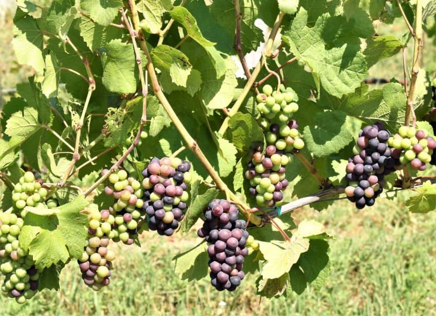 Harvest Time at Mari Vineyards on Old Mission Peninsula