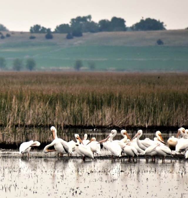 The Best Twelve Days of Kansas Story
