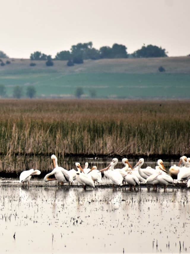 The Best Twelve Days of Kansas Story
