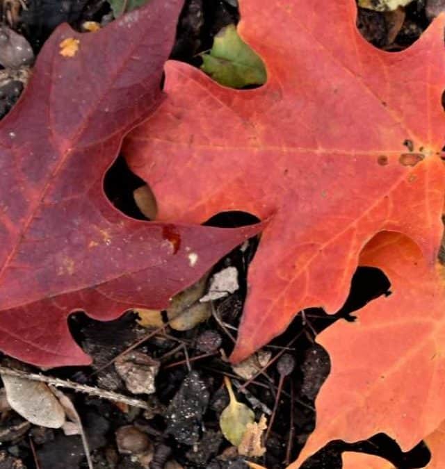 A Fall Color Tour in Ludington, Michigan Story