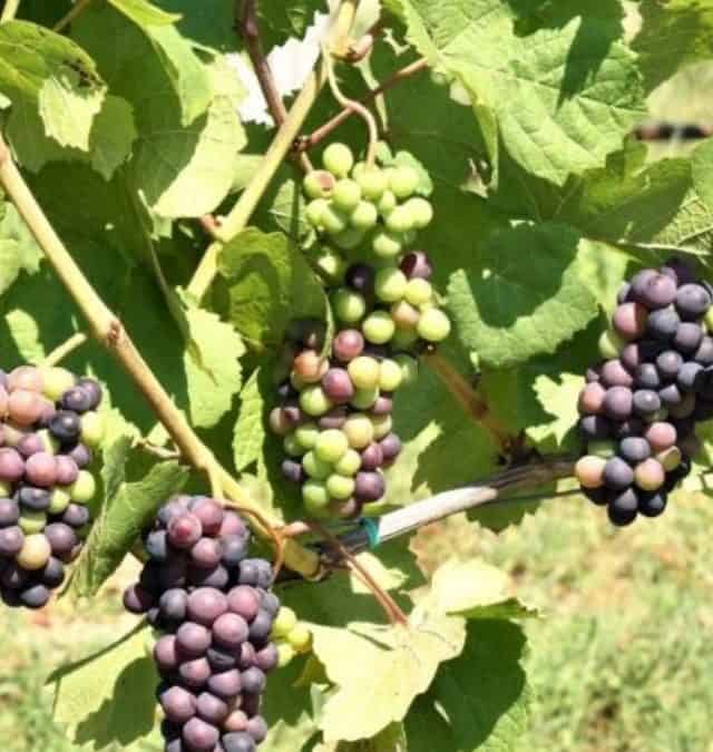 Women Behind The Livermore Valley Wineries Story