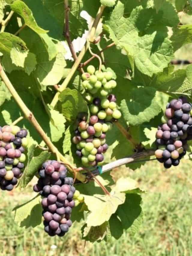 Women Behind The Livermore Valley Wineries Story