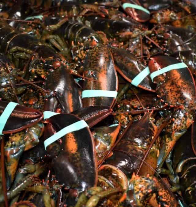 Nova Scotia’s South Shore Lobster Story