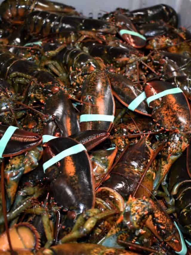 Nova Scotia’s South Shore Lobster Story