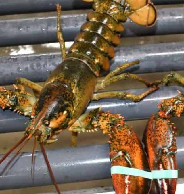 Ocean to Table: South Shore Lobster in Nova Scotia Story