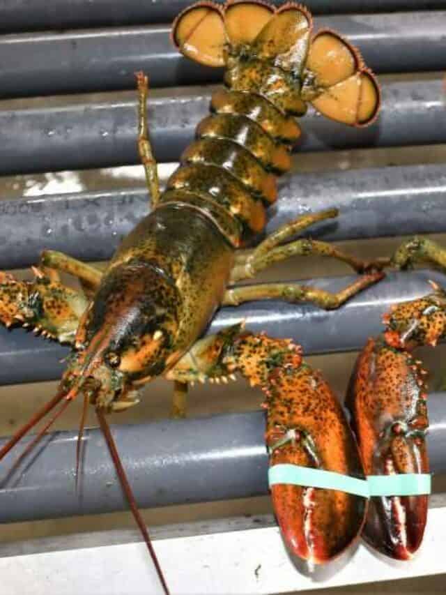 Ocean to Table: South Shore Lobster in Nova Scotia Story