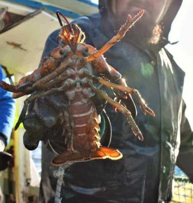 The Journey of Nova Scotia’s South Shore Lobster Story