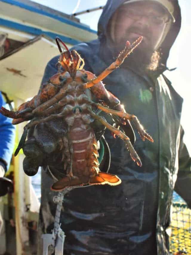 The Journey of Nova Scotia’s South Shore Lobster Story