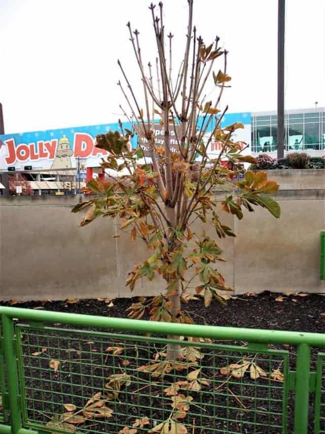 Interesting Facts About The Children’s Museum Of Indianapolis Story