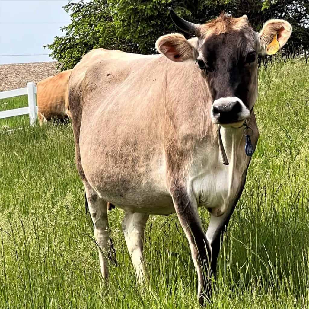 A  Jersey Cow at Radiance Dairy
