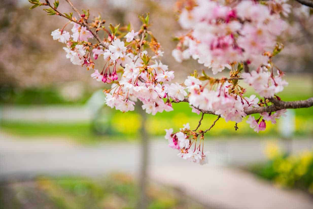 Cherry Blossoms in Traverse City, Michigan Photo Credit: Traverse City Tourism
