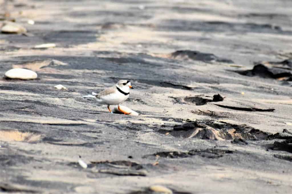 Piping Plover on a Lake Michigan Beach