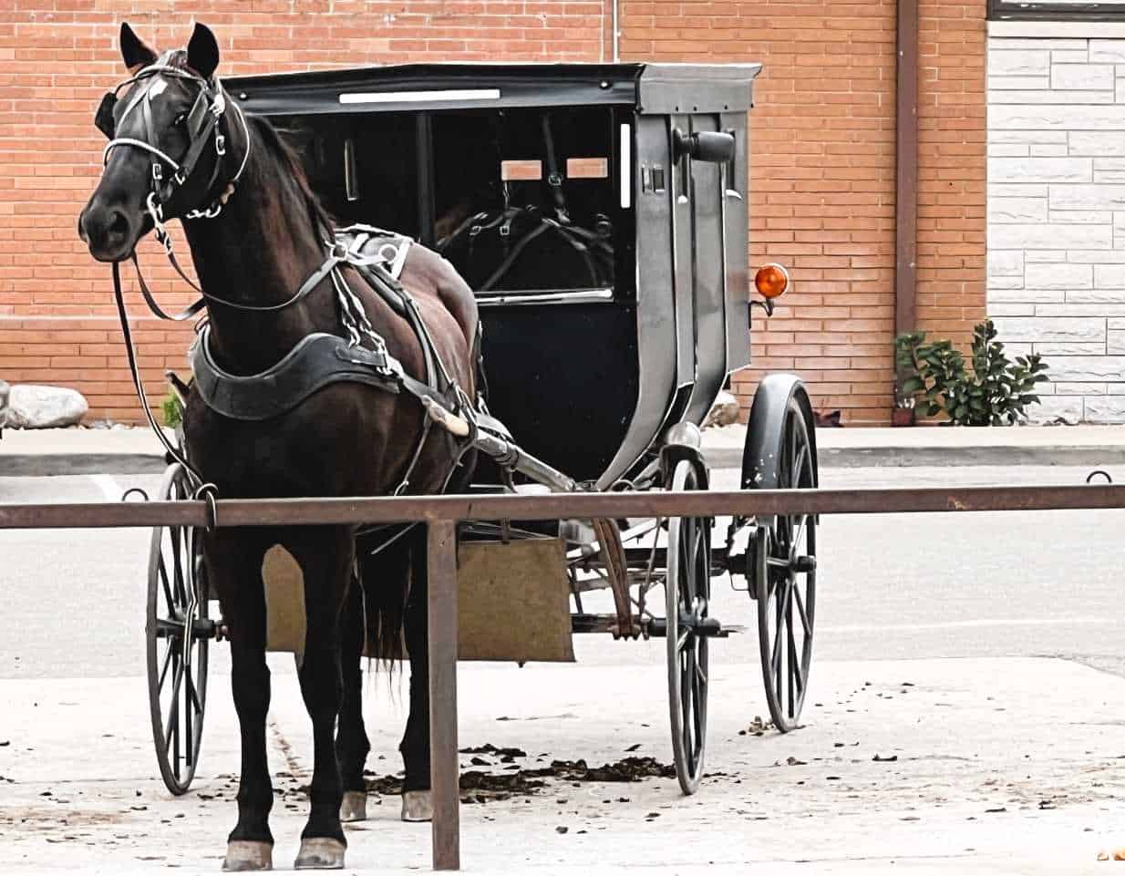 Horse and Buggy in Shipshewana, Indiana