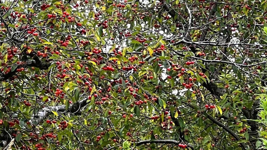 Cherry Trees Loaded at the Beginning of July in Traverse City, Michigan