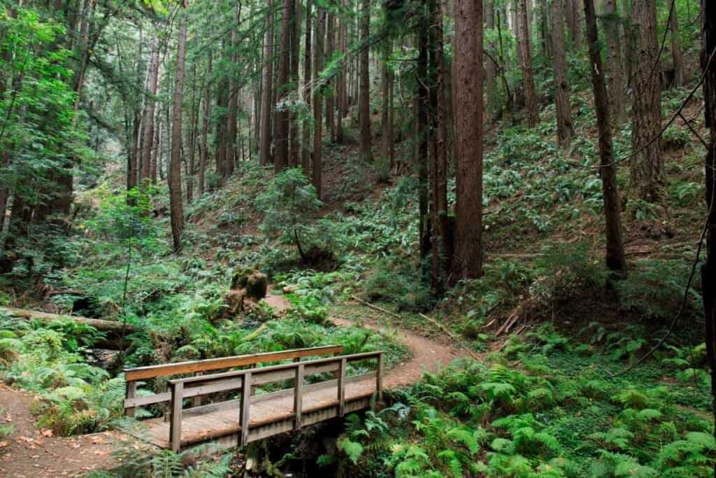Purisma Creek Redwoods Open Space Preserve, Woodside Photo Courtesy of the San Francisco Peninsula