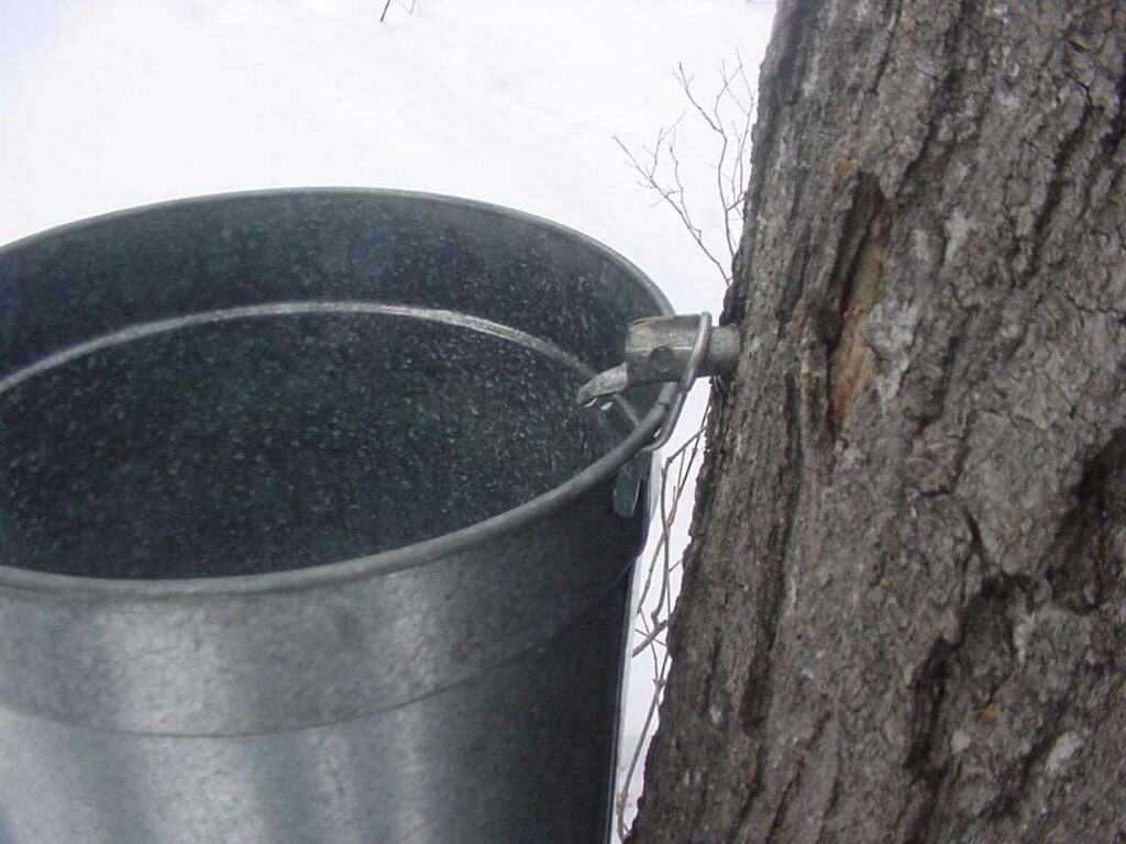 Sap Buckets Photo Courtesy of the Michigan Maple Syrup Association