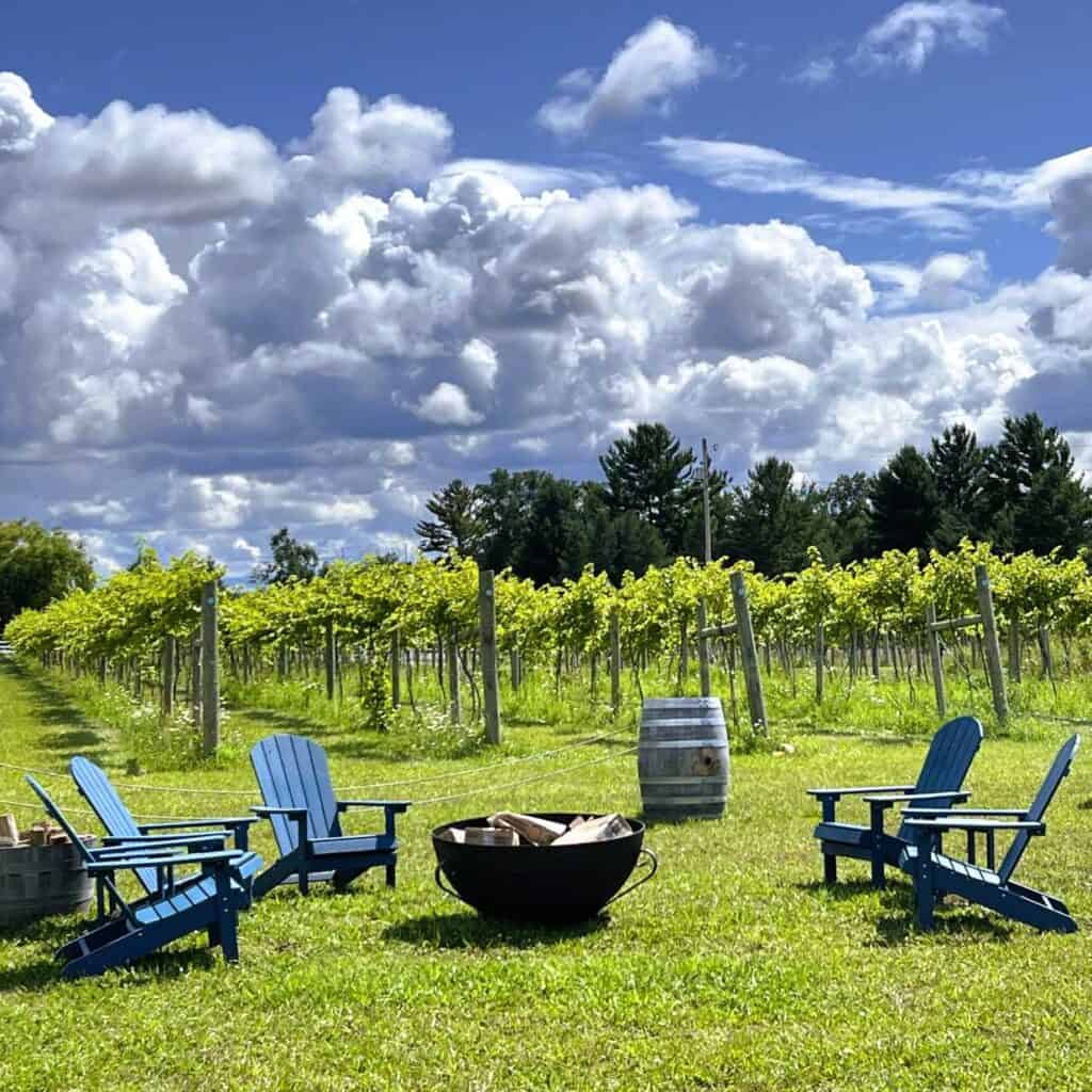 The Vineyard at Blu Dot Farm