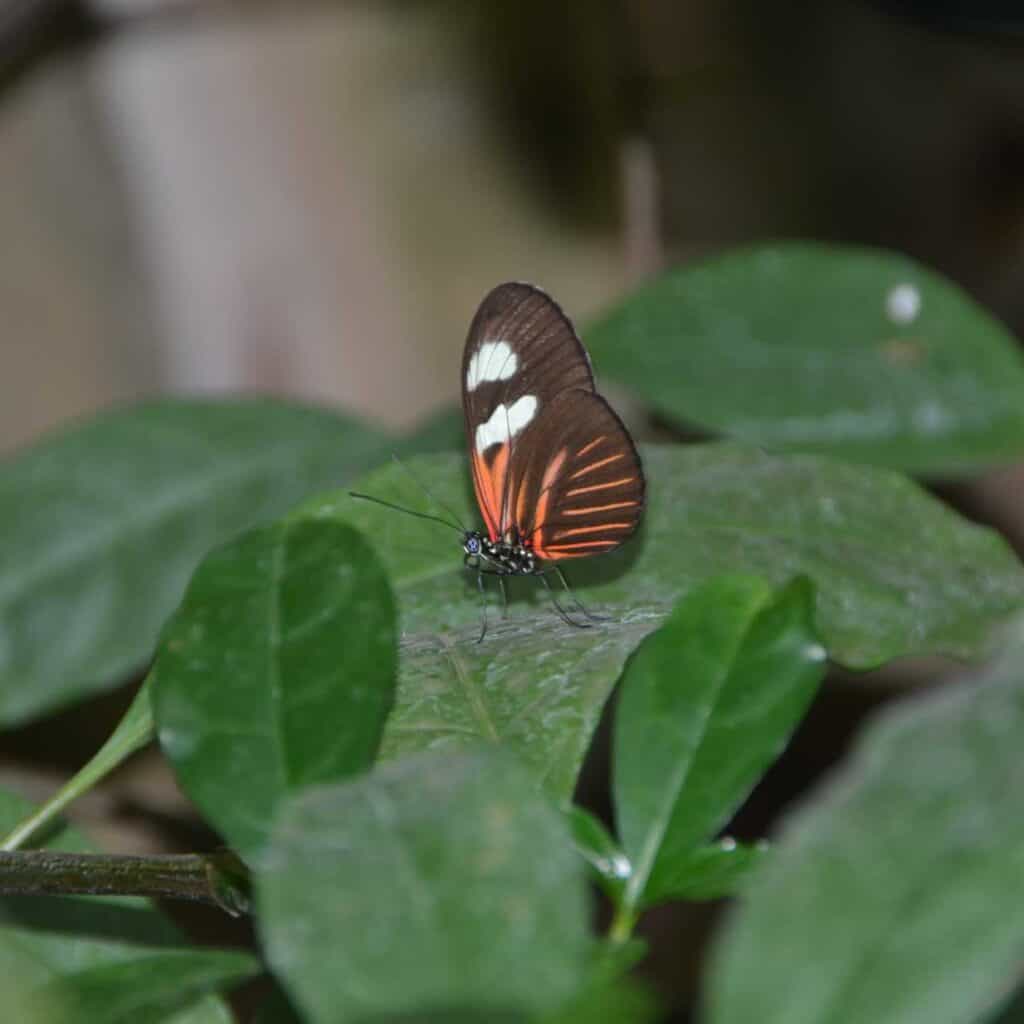 A Butterfly in the Butterflies A'Bloomin' Exhibit
