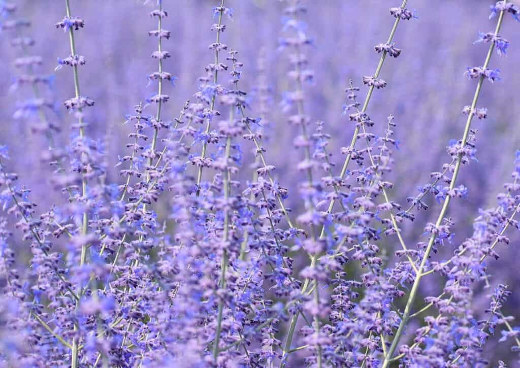 Lavender at the Secret Garden on Brys Estate Vineyard and Winery