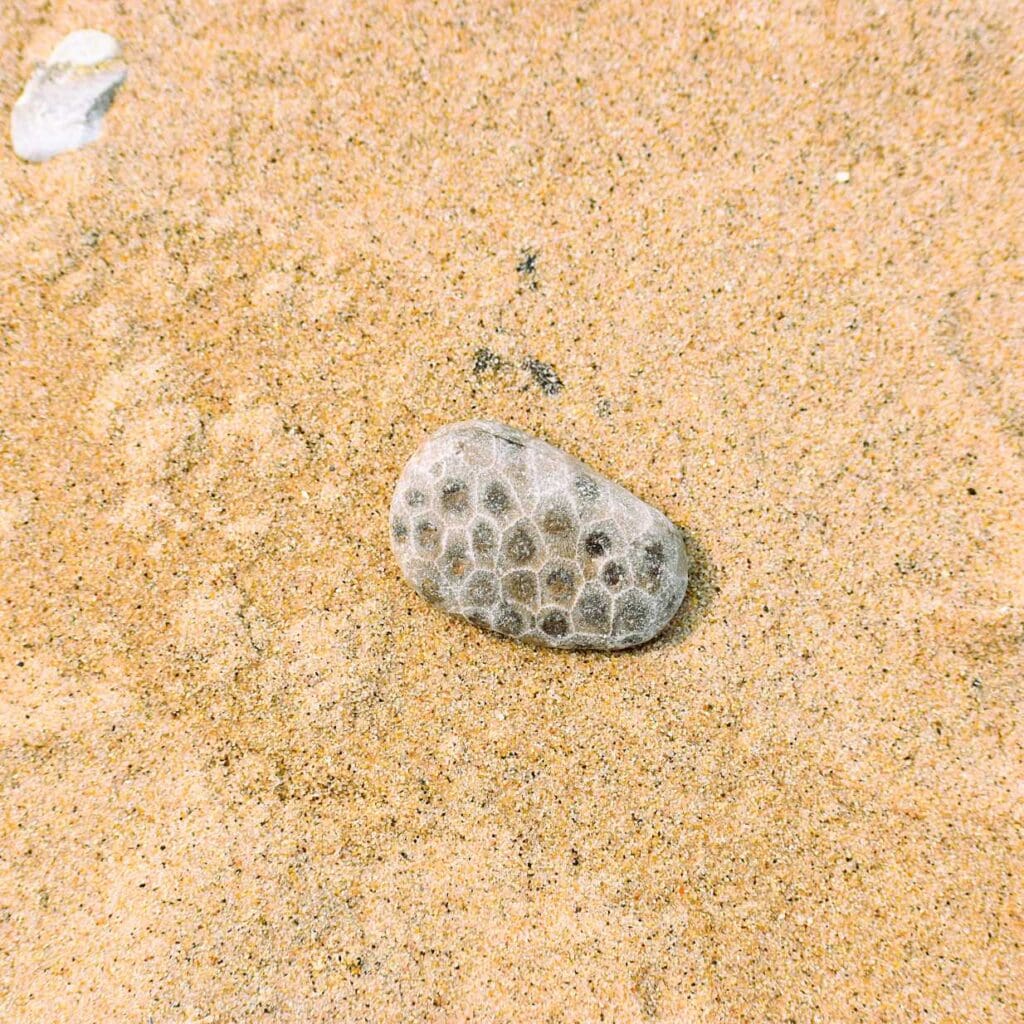 Petoskey Stones