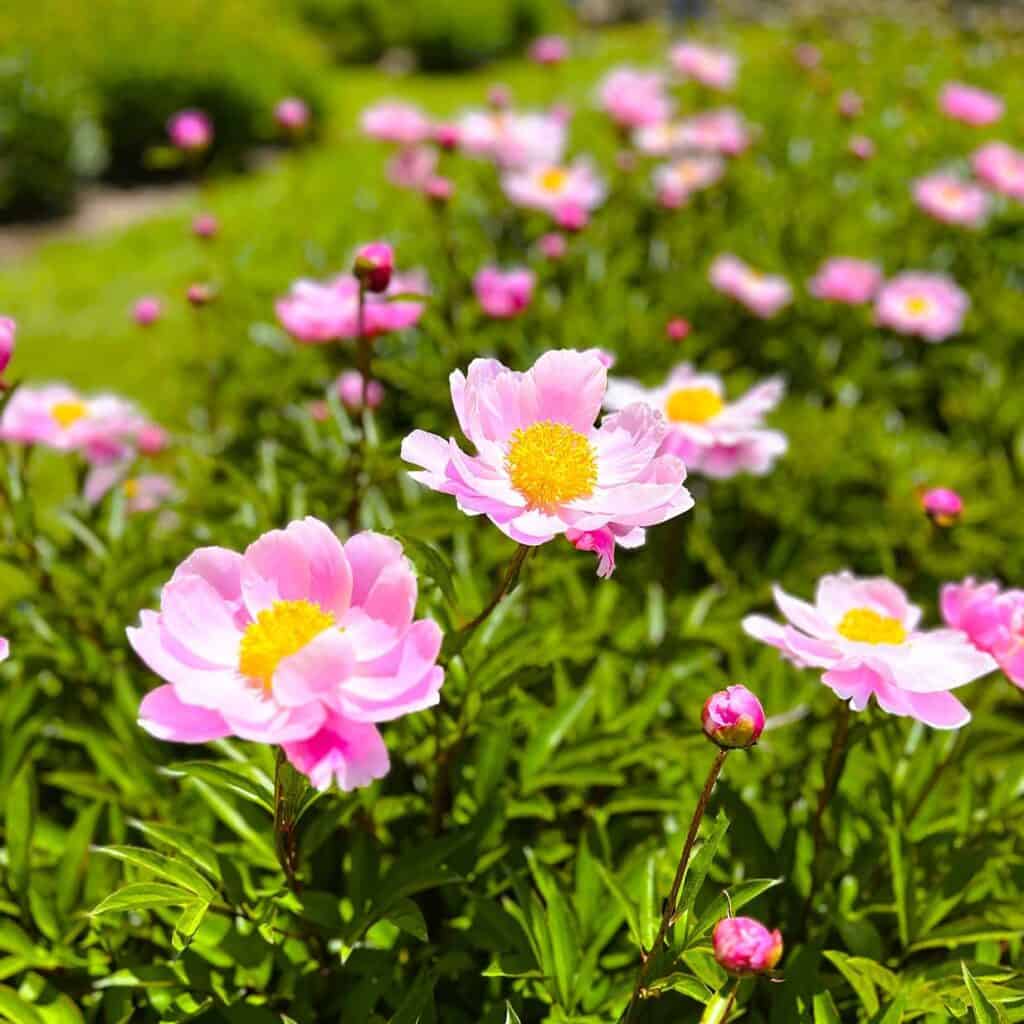Nichols Arboretum Peonies - Duchess of Portland