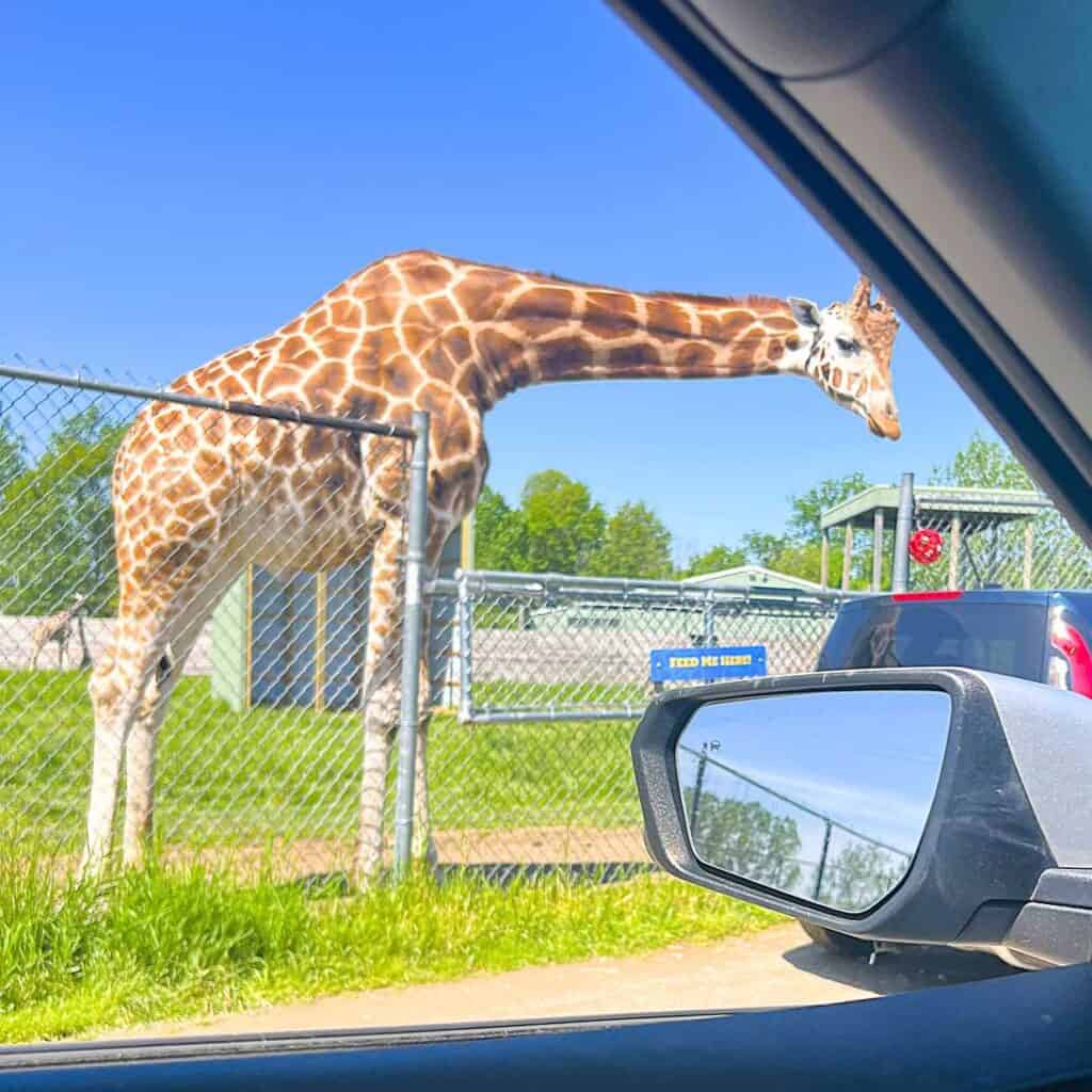 Feeding a Giraffe at African Safari Wildlife Park 
