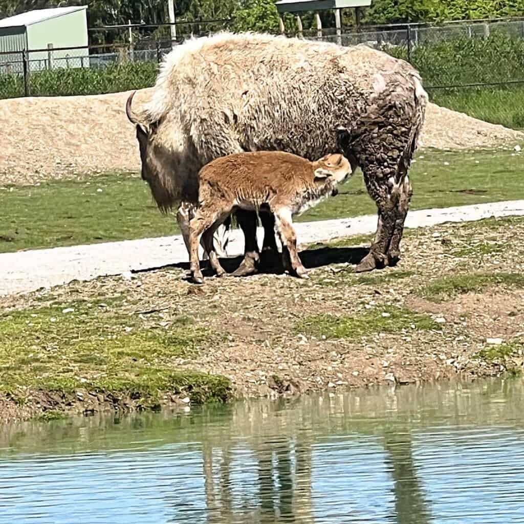 Mother and Baby Bison