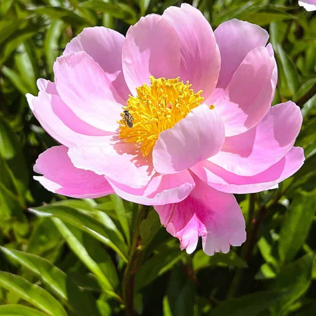 Peony with a Bee