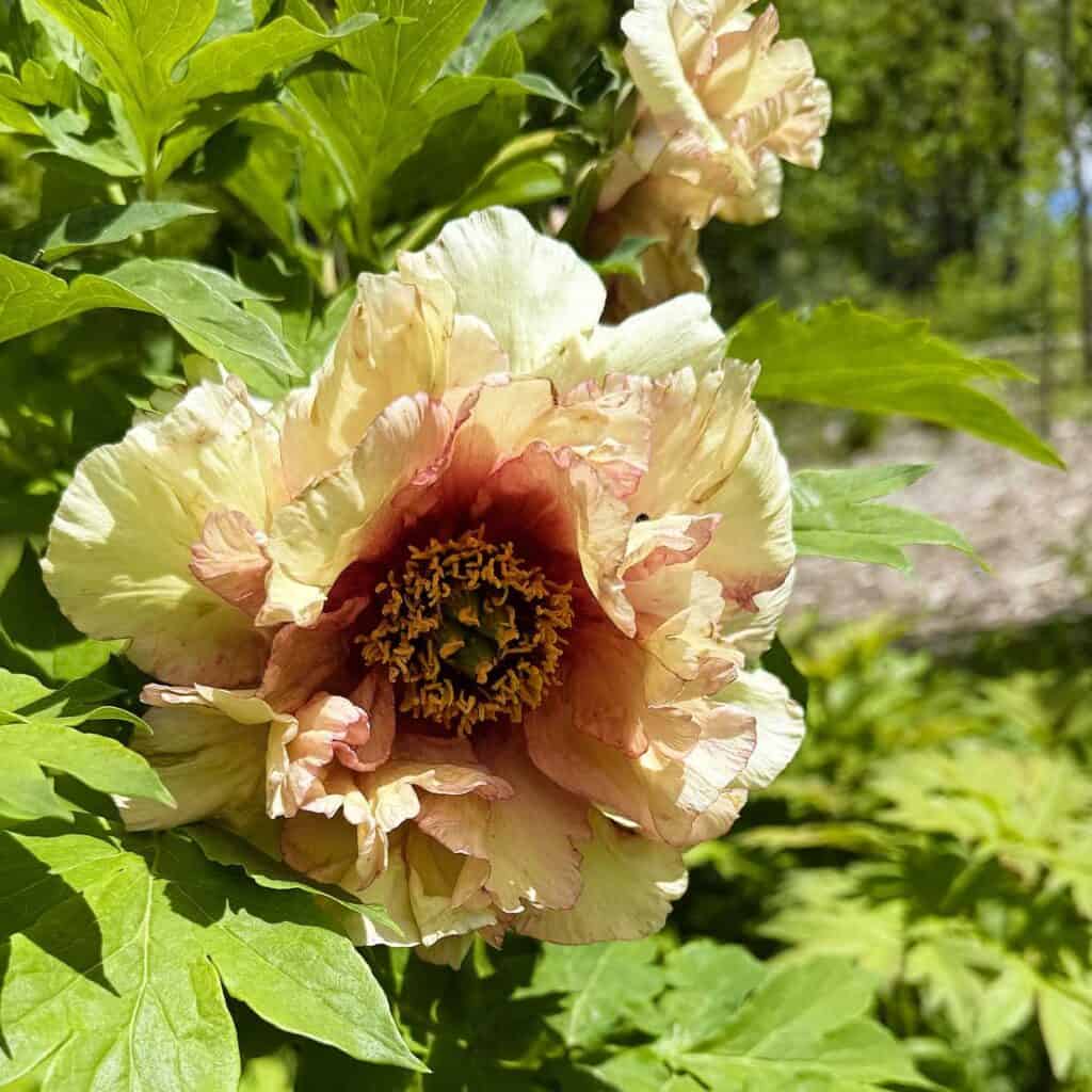 Nichols Arboretum - Tree Peonies