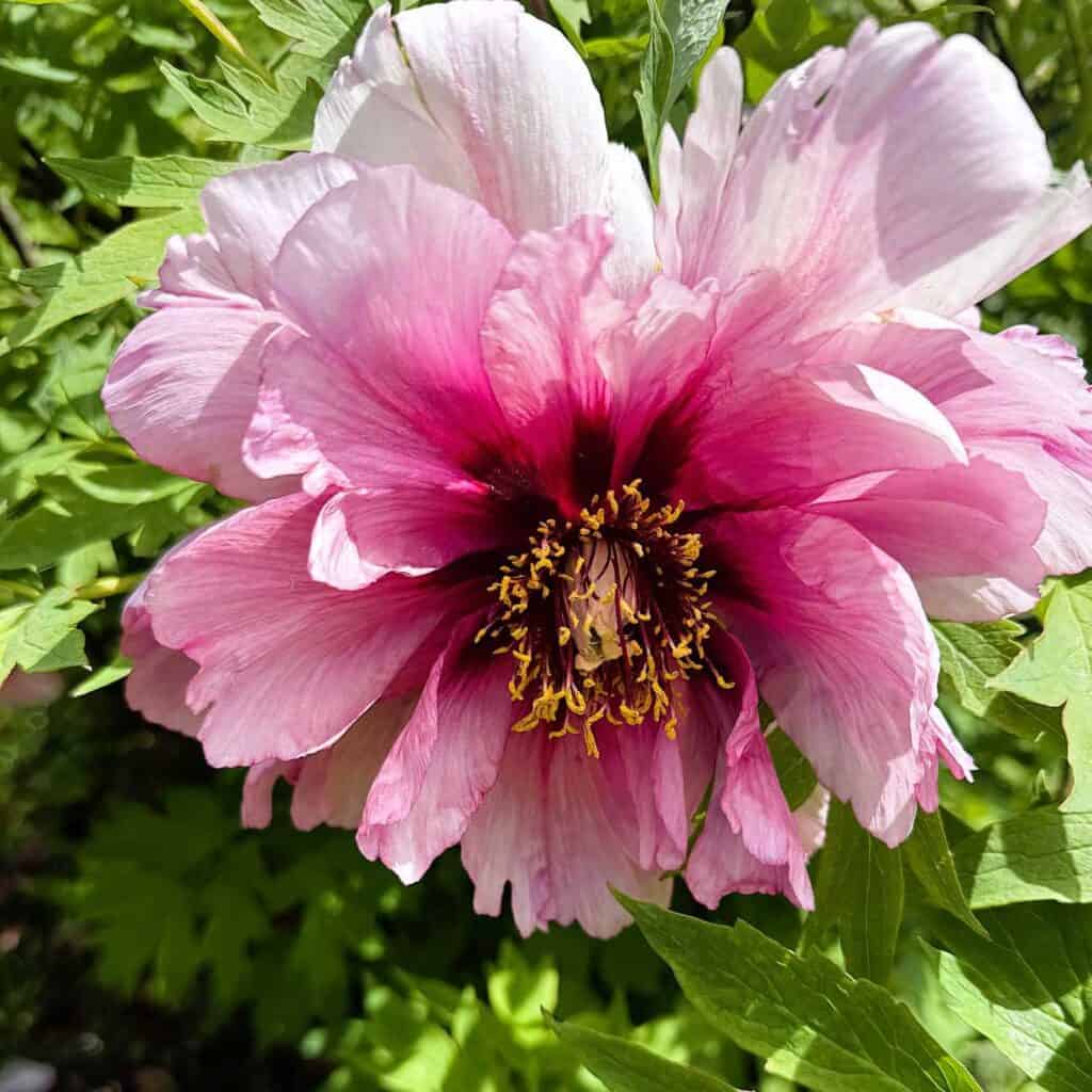 Nichols Arboretum - Tree Peonies