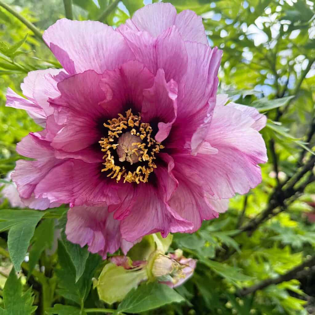 Nichols Arboretum - Tree Peonies
