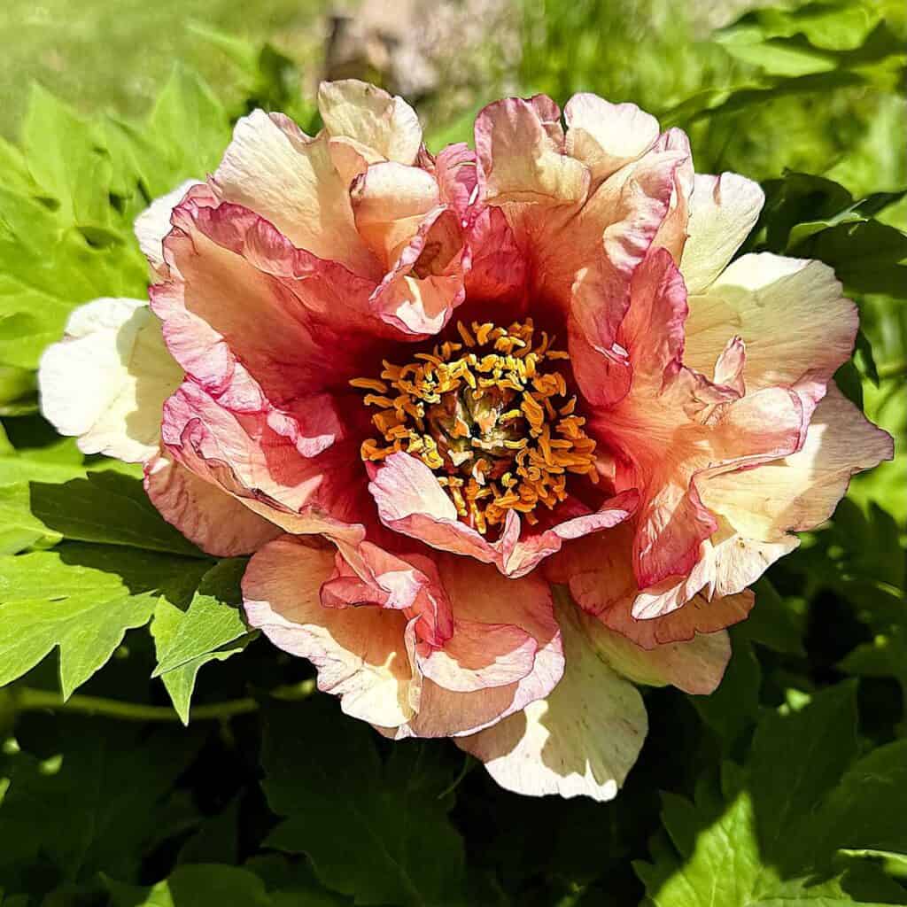 Nichols Arboretum - Tree Peonies