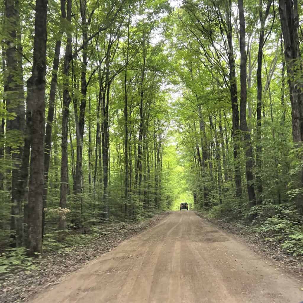 ATVing through the Forest