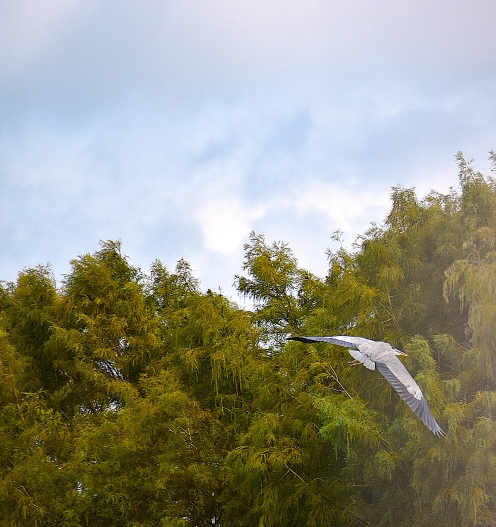 A Blue Heron in a swamp in Breaux Bridge, Louisiana