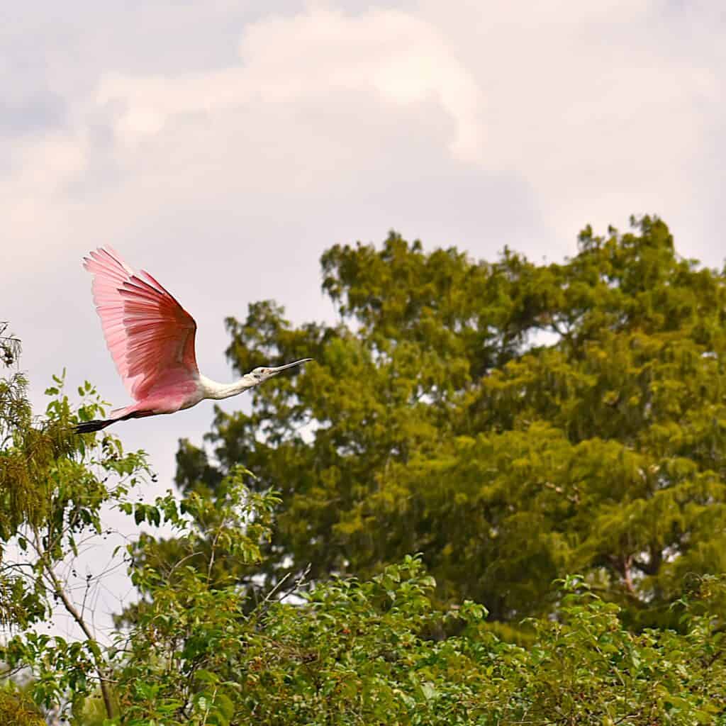 A Roseate Spoonbill in a swamp in Breaux Bridge, Louisiana