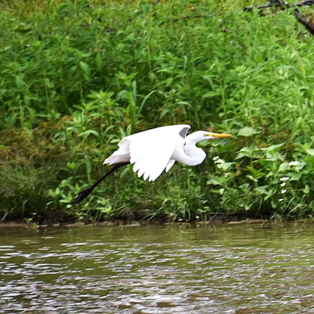 An Egret in a swamp in Breaux Bridge, Louisiana